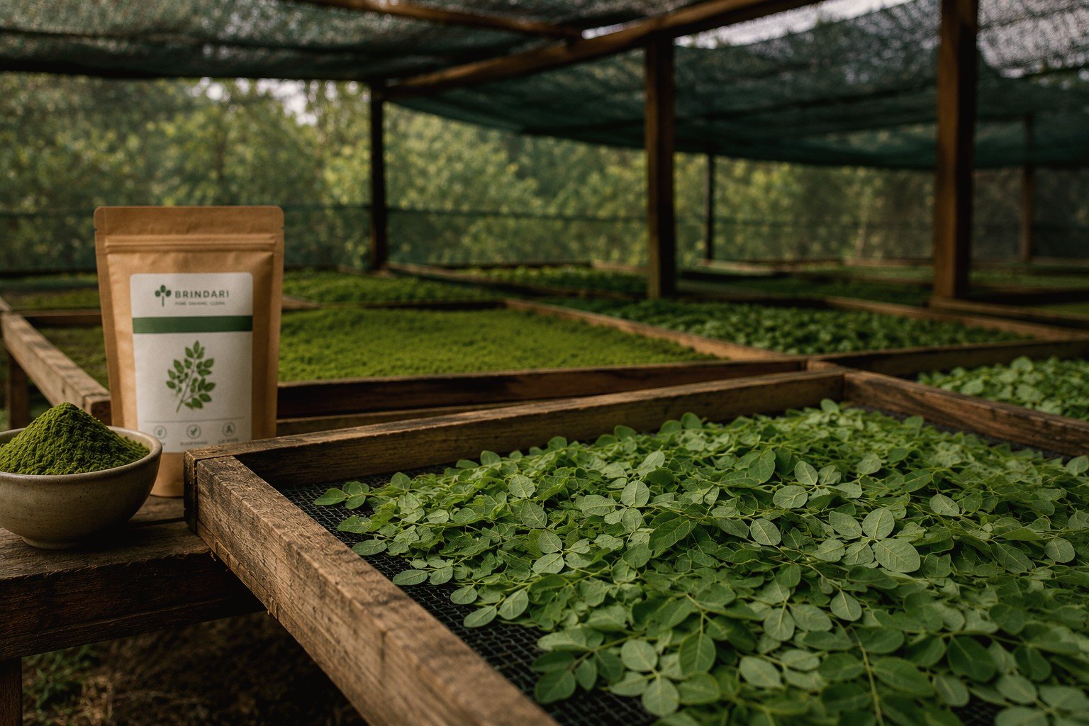 Single-origin moringa leaves shade-drying on wooden racks at a named partner cluster
